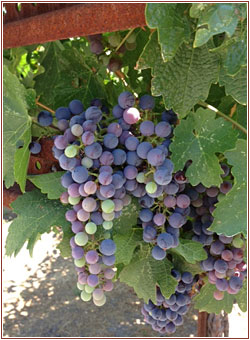 tom_scott_vineyard