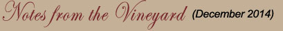 Notes from the Vineyard
