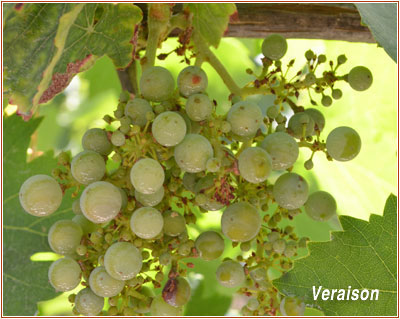 tom_scott_vineyard
