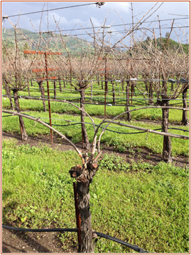 tom_scott_vineyard