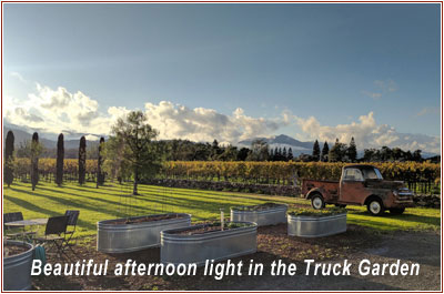 tom_scott_vineyard