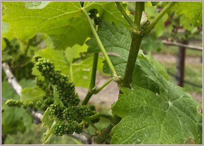 tom_scott_vineyard